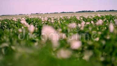 特写，不锐利的焦点，开花的土豆.. 淡粉色的花开在农场的土豆灌木丛上。 马铃薯种植